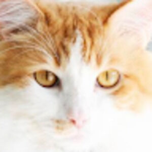 Meet your Posher, Cat